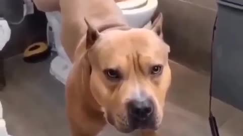 Cut Dog Funny Video