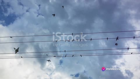 Art in Flight The Aerial Acrobatics of Swifts and Swallows