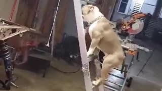 Dog Follows Dad up a Ladder