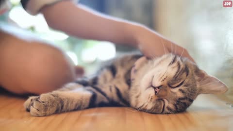 20 common mistakes made by cat owners.