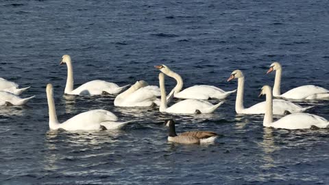 Funny Swans