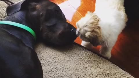 Puppy smothers Great Dane with loving kisses