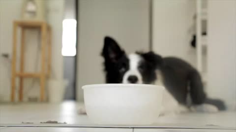 Clever dog plays with food bowl to ask for dinner