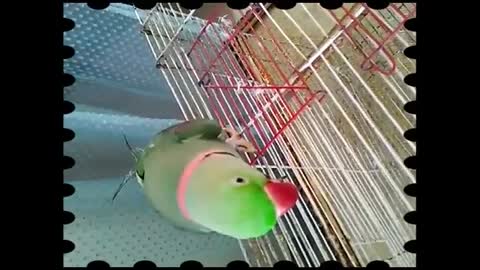 Talking Parrot | Cute Parrot Talking | Parrot Funny Talks