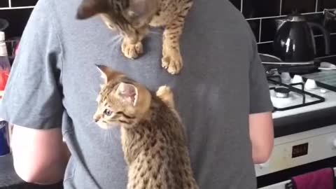 Cats Climb on Owner's Back