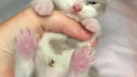Cute Cat In Hand