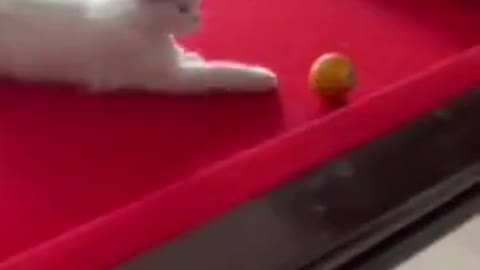 Cat playing for boys and girls