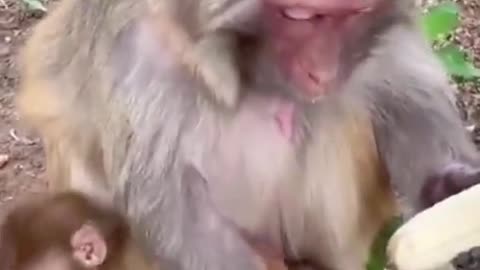 Watch monkey peeling and eating a banana