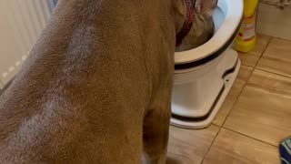 Pet Puma Drinks From Toilet