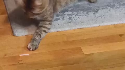 Cat is playing with a red dot