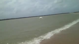 The white heron walks along the beach and then flies high towards the horizon [Nature & Animals]