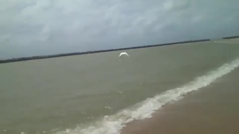 The white heron walks along the beach and then flies high towards the horizon [Nature & Animals]