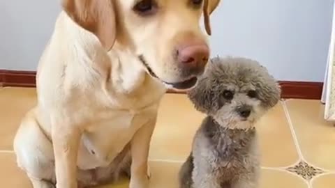 Baby Animals 1 Minutes of Funny Cats and Dogs Videos 2021