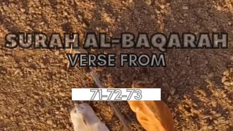 Al Baqarah Verse 71-72-73 #islamicstatus #islam #baqarah #surah
