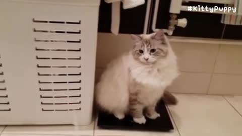 Fluffy Siberian Cat Eli Compilation
