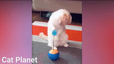 Funny Cats Video Compilation 2021 very beautiful