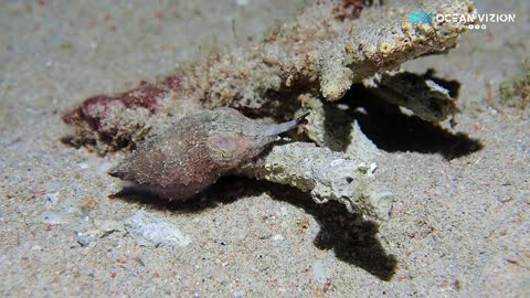 Cuttlefish Walking on the Sand