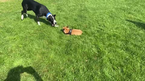 Hank plays with a Frenchie