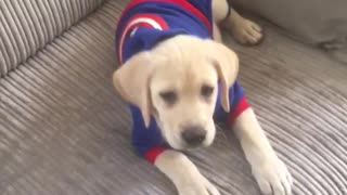 Puppy in captain america hoodie