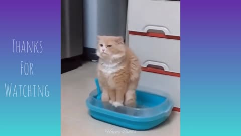 Funny videos of cats