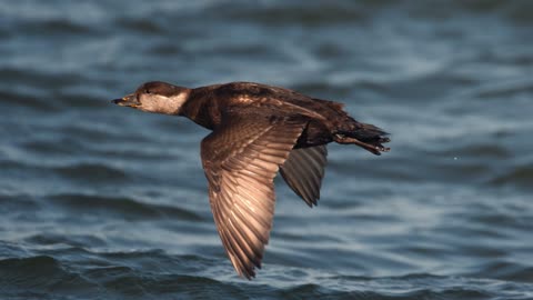 The Common Scoter: Close Up HD Footage (Melanitta nigra)