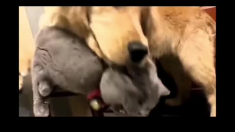 Dog cat fights funny short video