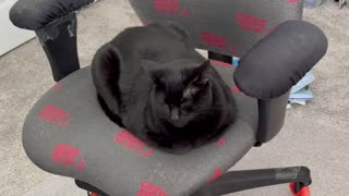 Adopting a Cat from a Shelter Vlog - Cute Precious Piper Practices Her Loaf Pose