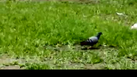 Funny video #bird