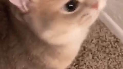 Cat playing video