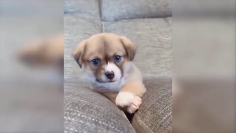 Adorable puppy in our sofa 😍