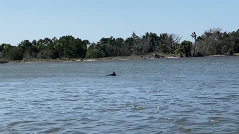Dolphin swimming up the River (Palm Coast, Florida)