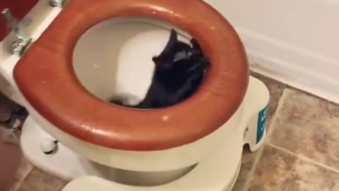 The Funniest Cat Videos on the Internet 🤣🐱