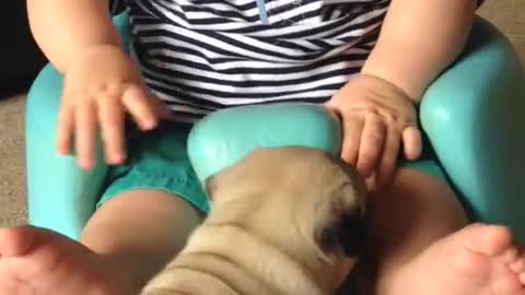 Baby Louie & Pug Puppies.