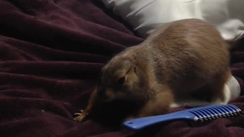 Silly prairie dog helps owner make the bed