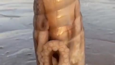 See Huge octopus fit in a bottle 🐙 😨😨
