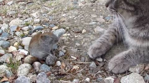 cat kisses a mouse