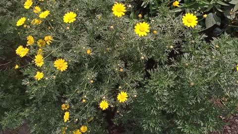 Yellow flowers what a beautiful landscape