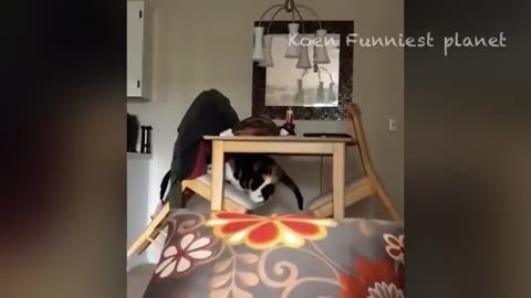 Funny Dogs And Cats Videos 2023