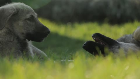 A Cute Dogs Playing