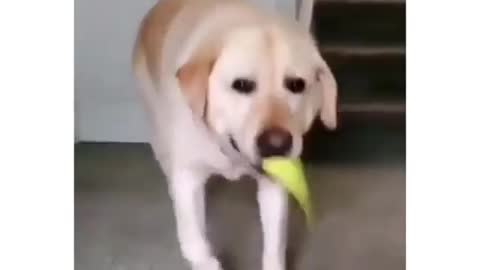 Funny videos of dogs 🤣🤣