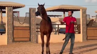 Train Arabian horse