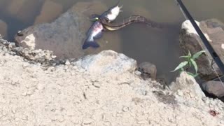 Neature! Snake eating fish video