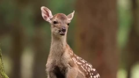 very beautiful baby deer loveing