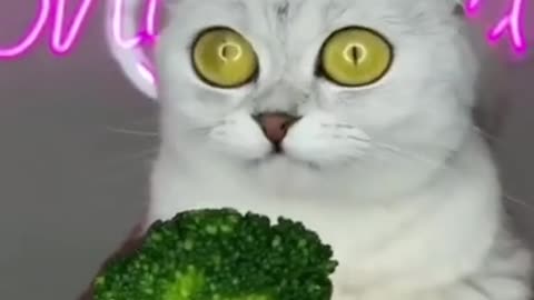 Funny Animals 🤣 Cats Don't Like Food 😹, Try Not To LAUGH!!!