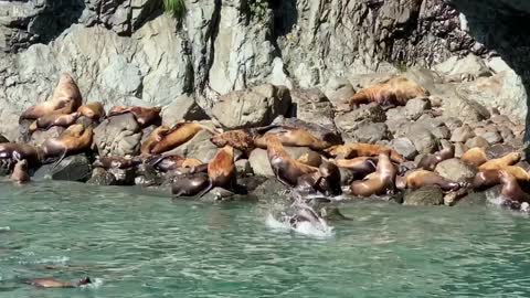 Noisy Sea Lions having Tons of FUN