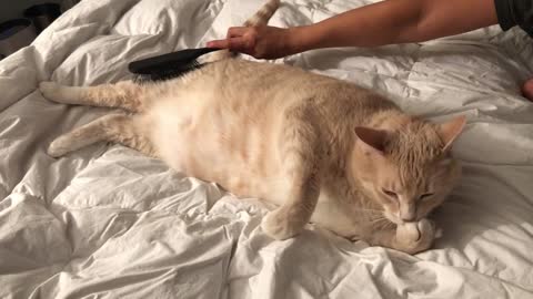 Cat Enjoys Belly Brushing
