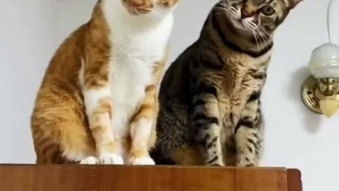 funny animals compilation, funny animals cats and dogs, funny animals tiktok