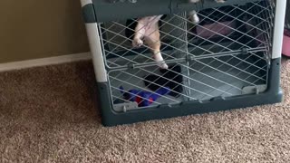 Daring Doggo Escapes Kennel