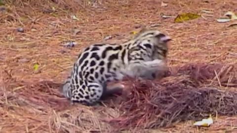 "little jaguar" 🐆🐆🐆#Oncilla Leopardus tigrinus
