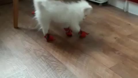 the dog in your new shoes